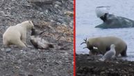 Polarni medved juri irvasa, a onda ga jede: Neverovatan snimak kao dokaz klimatskih promena