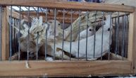 Bugari sprečeni u švercu ptica na Gradini: U prtljažniku bilo više od 100 živih primeraka