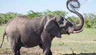 Pokušao da napravi selfi sa divljim slonovima, jedan ga zgazio: Preminuo na licu mesta