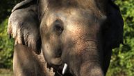 Maju ubio slon, pa došao na njenu sahranu da izgazi telo: Najbizarnija smrt ikad