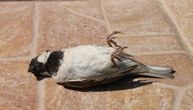 Ispred bolnice u Španiji odjednom palo 200 mrtvih ptica: Sve ukazuje na jedan razlog