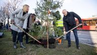 Beograd dobio 225 Pančićevih omorika