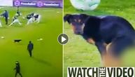 Pas sa stadiona Partizana hit u svetskim medijima, javio se i legendarni napadač Engleske