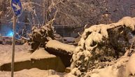 Sneg oborio više od 300 stabala u Beogradu, čupano iz korena: Samo danas "Zelenilo" ima 500 novih zahteva