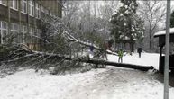 Ogromno stablo srušilo se tik uz školu na Senjaku: Naslonjeno na zgradu, đaci ga preskakali