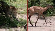 Antilopi je bilo suđeno da je ulove uprkos herojskoj borbi: Iz tiganja krokodila u vatru leoparda