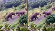 Četiri tone testosterona udarile jedna na drugu: Žestoki okršaj slonova uhvaćen na kameri
