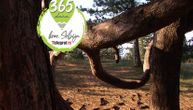 Drvo ljubavi raste na Divčibarama: Veruje se da donosi sreću svakome ko ga dotakne