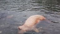 Užas u Priboju: Leš svinje pluta u Limu
