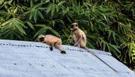 "Osvetoljubivi" majmuni ubili 250 pasa, bacali ih sa drveća i krovova: Najzad su uhvaćeni