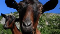 Iznajmite kozu i budite pastir iz udobnosti svog doma: Mladi Dragačevac osmislio jedinstven startap