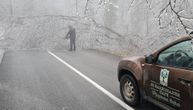 Zaleđeno stablo palo na ženu na Fruškoj gori, povređena je: Vozači sklanjali trake upozorenja
