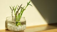 4 sobne biljke koje mogu da rastu u vodi: Zaboravite presađivanje i nered od zemlje