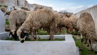 Stado ovaca pase između grobova u Nišu: Ivana zatekla bizaran prizor kod spomenika roditeljima