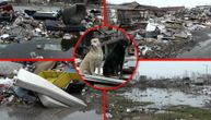 Divlja deponija kod Pančevca, strah da je leglo zaraze: "Pacovi nam ulaze u kuće, deca su se otrovala vodom"