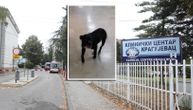 Pretužna priča iz Kliničkog centra Kragujevac: Pas došao u bolnicu da traži bolesnog vlasnika