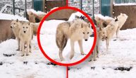 Winter symphony in Belgrade Zoo: A wolf "choir" howls, at one with whiteness of snow