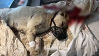 Tužne slike psa kog je neko izrešetao u Šapcu: "Dosta smo tolerisali naoružane neljude"