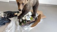 Hrvatsku carinici šokirani: U prtljažniku pronašli sakrivenog prepariranog mrkog medveda i još jednu lobanju