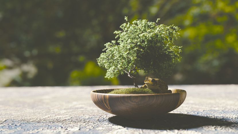 Kako da uspeno gajite bonsai drvo: Saveti za negu popularnih minijatura -  Telegraf.rs