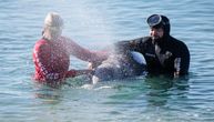 Tužni prizori kod Atine: Mladunče kita se nasukalo na obalu, ceo je u ranama, prognoze su loše