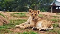 Pronađeno mladunče lava koje se jutros izgubilo u Budvi