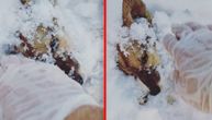 Pas se nasmrt smrzao: Čovek ga otkopavao iz snega, pokušao je da ga spase, ali bilo je kasno