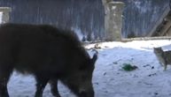 Divlje životinje češće su komšije ljudima na Sokolskoj planini: Gile, divlja svinja, postao je šampion