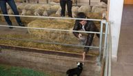 Predivne Novakove fotografije: Družio se sa domaćim životinjama, držao jagnje u naručju