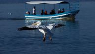 U Crnoj Gori potvrđen ptičji grip kod uginulih pelikana