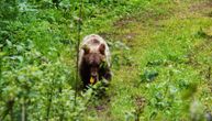 "Bears on Mt. Povlen have become new domesticated animals": One was photographed next to a house
