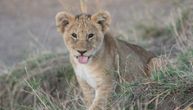 Nastavljena potraga za lavom koji je nestao kod Budve: Stigla pomoć iz Prištine, celu noć jurili životinju