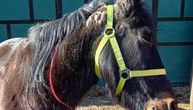 Garbo proživljava sudbinu Grete: Mladi konj je izbegao klanicu, slep je i čeka svoj dom