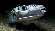 U Jadranskom moru ulovljena veoma otrovna riba, stručnjaci poručuju: "Konzumacija može biti fatalna"