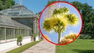 Čudo iz Botaničke bašte koje smo čekali 130 godina: Cveta samo jednom u životu, nakon toga vene