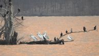 Hiljade pelikana u Peruu uginulo zbog ptičijeg gripa: Ljudi sa plaža skupljaju leševe životinja
