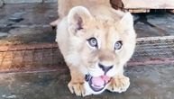 Mladunče lava uhvaćeno kod Budve u dobrom stanju, primilo i vakcinu: Nalazi se u azilu za mačke i pse