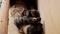 Rodila se beba lenjivca u zoo vrtu u Sankt Peterburgu: Prvi uspešan slučaj parenja ovih života