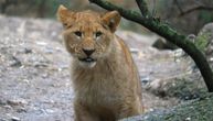 Devojčicu u Americi napao lav dok se igrala žmurke: Zadobila je teške povrede na telu