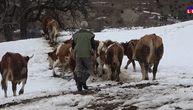 Borko živi u najudaljenijoj kući u ivanjičkom selu, sa psom i 17 krava: Kad je pao sneg, nije hteo da mu čiste
