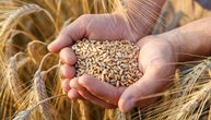 Serbia lifts ban on export of wheat and corn, good news for sunflower oil producers as well