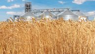 Cena pšenice porasla za 0,35 odsto, kukuruz i soja u blagom padu