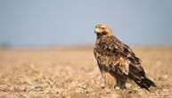 Pomor ptica kod Vršca: Nađeni leševi retkih vrsta, otrovane supstancom koja može da ubije i čoveka