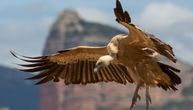 Kings of the sky who protect nature: Serbia is taking big steps to preserve these vultures