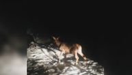 Istrebili jelene iz jugozapadne Srbije još pre mnogo godina, ponovo se vratili na Zlatibor: Čekaju i mladunce