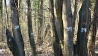 Misterija belih brojeva na stablima u Košutnjaku: Obeleženo najmanje 2 hiljade stabala, građani se boje seče