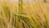 Robne rezerve nude razmenu semenske za merkantilnu pšenicu