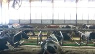 Stočar sa severa Srbije napravio hotel za krave: Spavaju na vodenim krevetima i imaju turpiju za papke