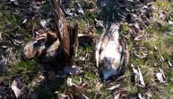 Čak 10 leševa zaštićenih vrsta ptica pronađeno u selu kod Vršca: "Sumnjamo da je reč o namernom trovanju"