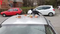 Vrana se gosti na krovu automobila u Beogradu: Vlasniku se ovo neće dopasti
